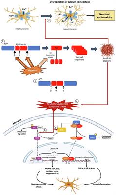 Hypoxia-Induced Neuroinflammation in Alzheimer’s Disease: Potential Neuroprotective Effects of Centella asiatica